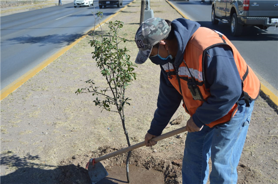 Plantan 136 árboles en la Homero, Nogales y Dostoievski