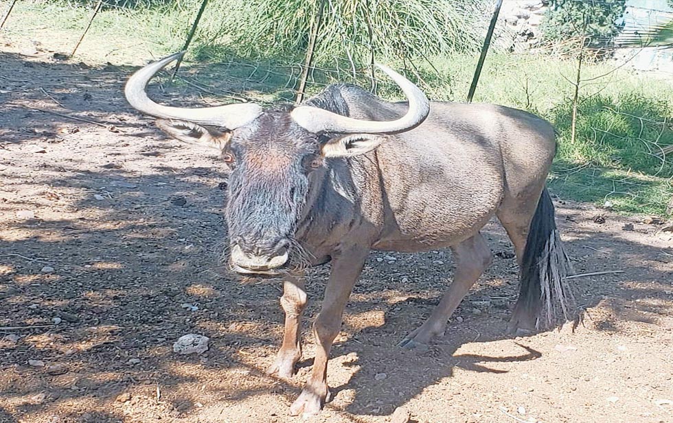 En crisis, Zoológico de Aldama