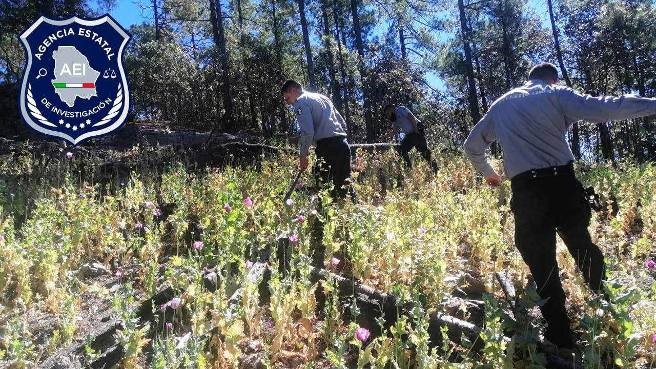 Destruye Fiscalía plantío de amapola en Guadalupe y Calvo