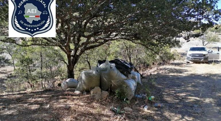 Incautan 230 kilos de marihuana en brecha de Temosachi