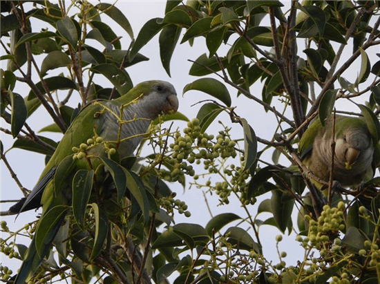 Monitorea Gobierno Municipal especies endémicas y exóticas invasoras en la capital