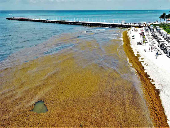 Viene más sargazo a costas del Caribe mexicano