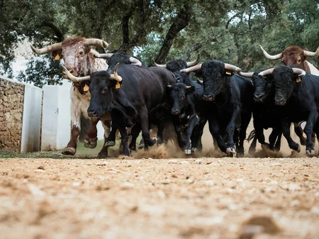 Disfruta en familia de la Estampida Longhorn este fin de semana