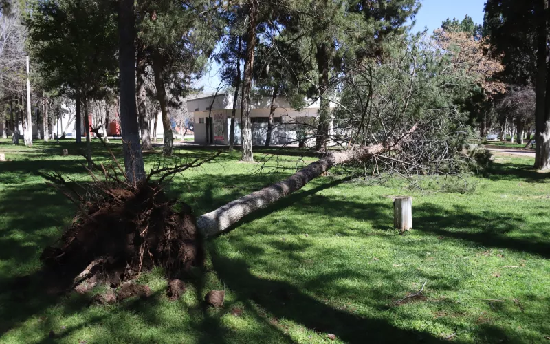 Ante la temporada de vientos, recomienda ICHD continuar con precauciones en Deportivas de la ciudad