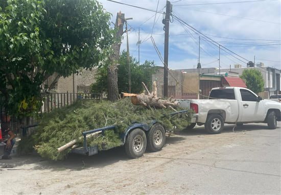 Para cortar o retirar algún árbol debes contar con permiso municipal