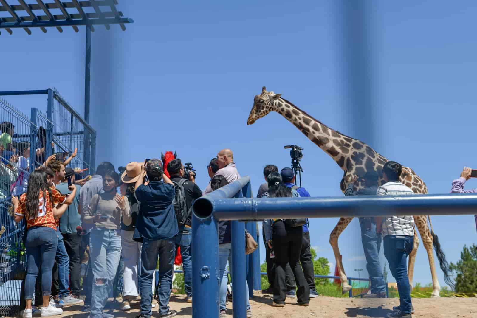 Dan bienvenida al nuevo amigo de los juarenses en el Parque Central