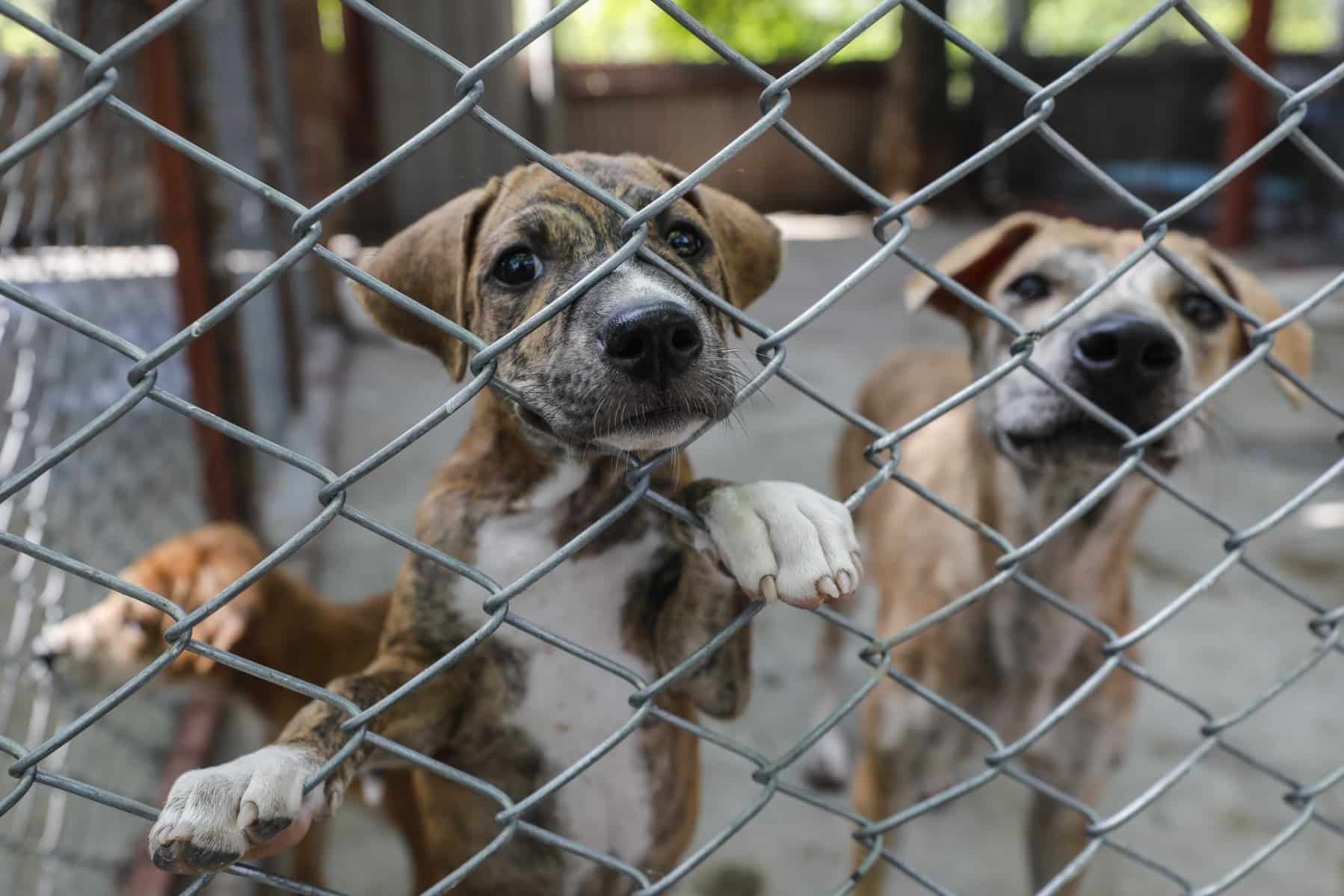 Impulsan prevención del maltrato animal en el Estado de Chihuahua