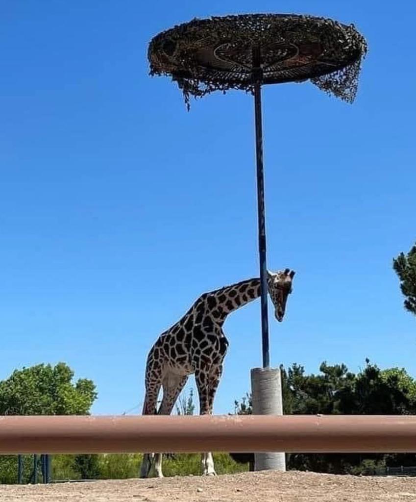 Denuncian maltrato del Gobierno del Estado a Jirafa del Parque Central en Ciudad Juárez