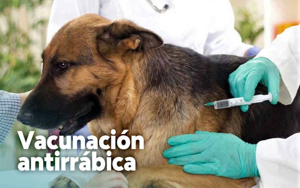 Invita Secretaría de Salud a proteger a las mascotas con la vacuna antirrábica