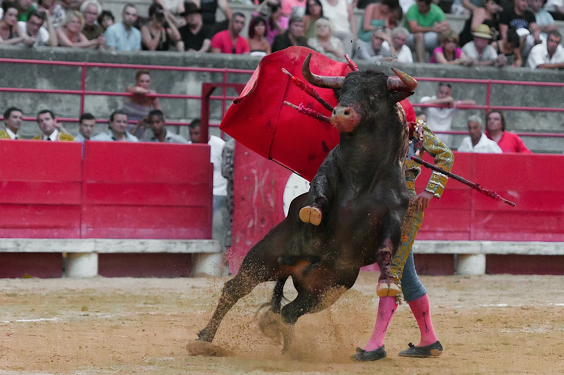 MC DEFIENDE LAS CORRIDAS DE TOROS. . . MC CON PERFILES MUY DÉBILES BUSCA DIPUTACIONES FEDERALES. . . LA COMISIÓN ESTATAL DE DERECHOS HUMANOS LA BUSCAN SOLO 2 PERSONAS. . .