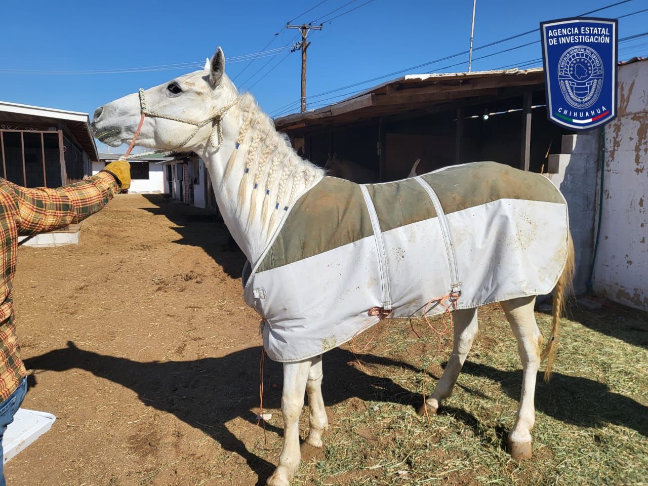 Catean lienzo charro y aseguran dos yeguas