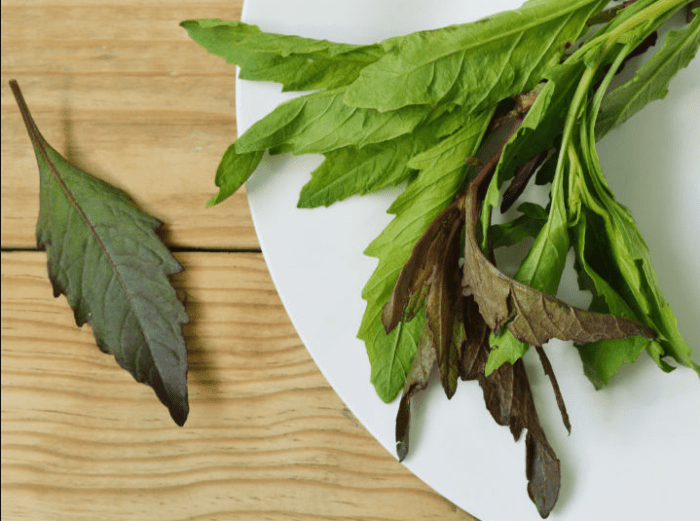 Descubre la hierba medicinal que combate los dolores de manera natural