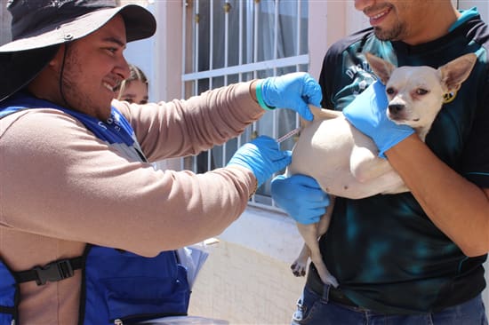 Informan cómo prevenir contagio de rickettsia y reconocer los síntomas