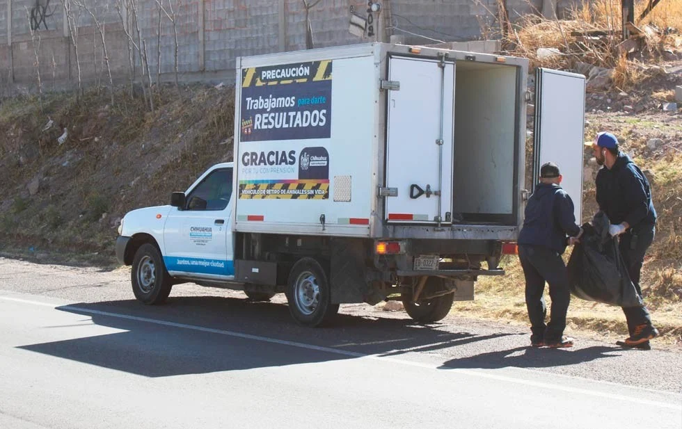 Ofrece Municipio servicio de retiro de animales sin vida en la vía pública