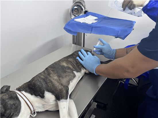 Podrás esterilizar tu mascota en la Rodolfo Fierro, Satélite y Adelitas en septiembre