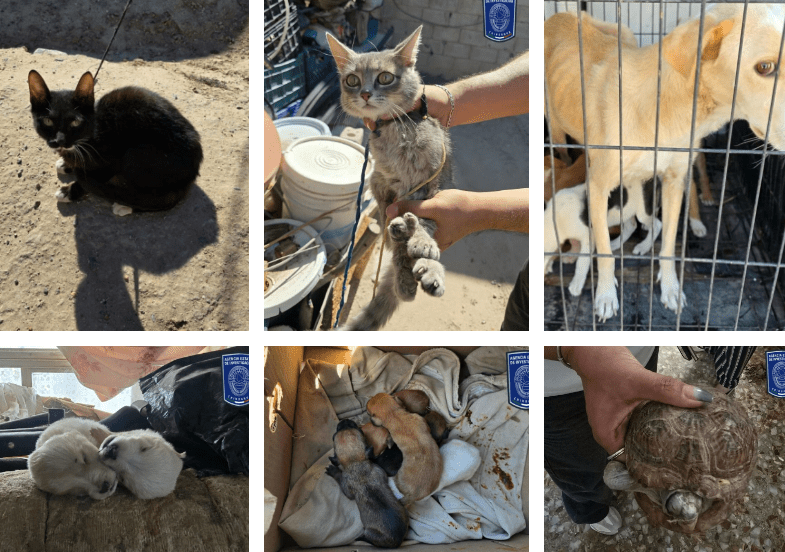 Durante tres cateos, asegura FGE animales de compañía en acciones contra el maltrato