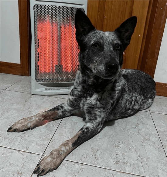 Protege a tus mascotas del frío | Recomendaciones por temporada invernal