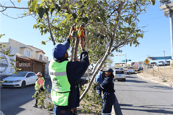 Inicia temporada de poda en Chihuahua