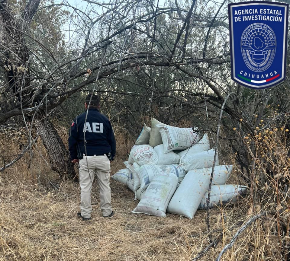 Aseguran casi 500 kilogramos de marihuana y destruyen campamento en El Tule