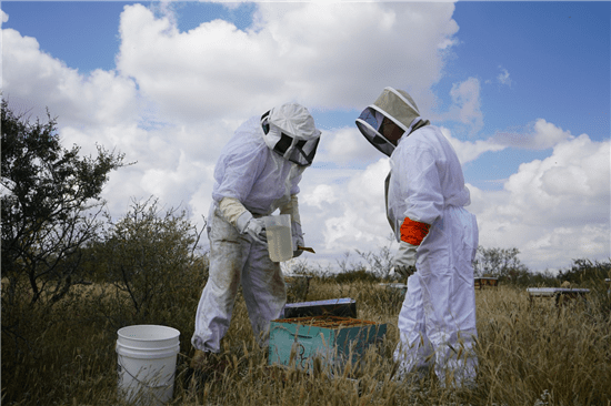 Invitan a apicultores de la zona rural a programa para adquirir sacos de azúcar