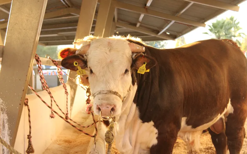 Invierten más de 10 mdp en el mejoramiento genético del ganado