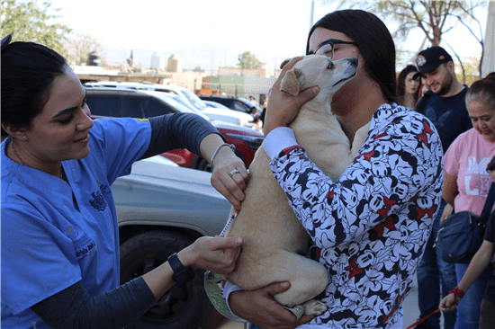 Ofrecerán servicios gratuitos para perros y gatos en colonia Cerro de la Cruz