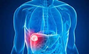 Cuidado del hígado contribuye a proteger el intestino y el cerebro