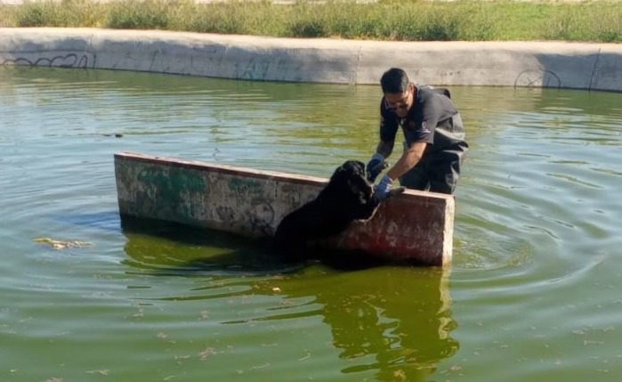 Rescatan a perro que cayó en pozo de absorción en el Parque El Chamizal