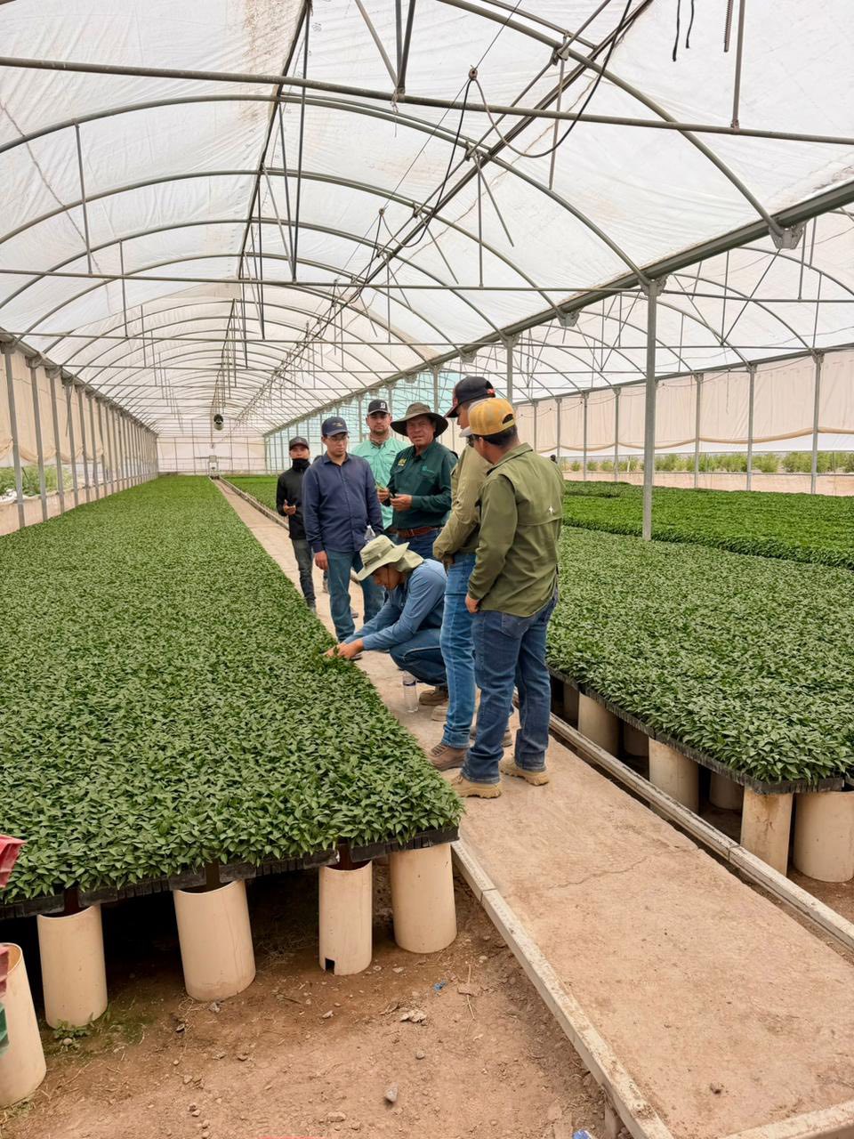Realizan estudiantes de la UT Camargo visita a Invernadero Agrícola