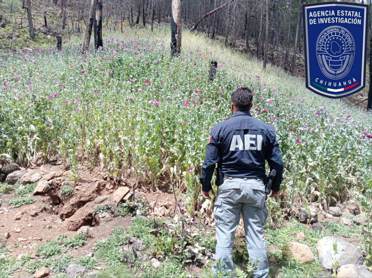 Destruye AEI seis mil plantas de amapola en Guadalupe y Calvo