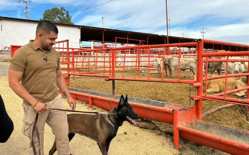 Se suman binomios caninos al blindaje contra el GBG en Chihuahua