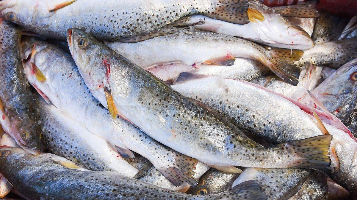 SALUD | Llaman a cuidar la preparación y conservación de pescados y mariscos