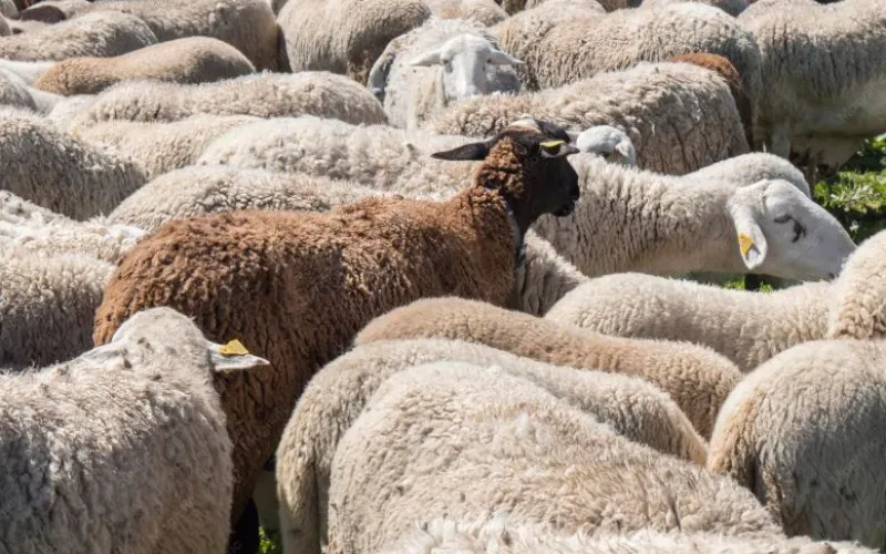 Lanza Desarrollo Rural convocatoria para la adquisición de borregos