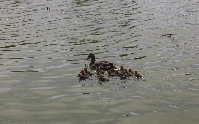 Aumenta población de patos mexicanos en el Parque Central