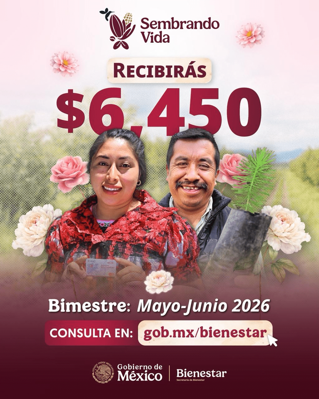 Sembrando Vida dispersa pago de abril: 6,450 pesos para más de 415 mil sembradores
