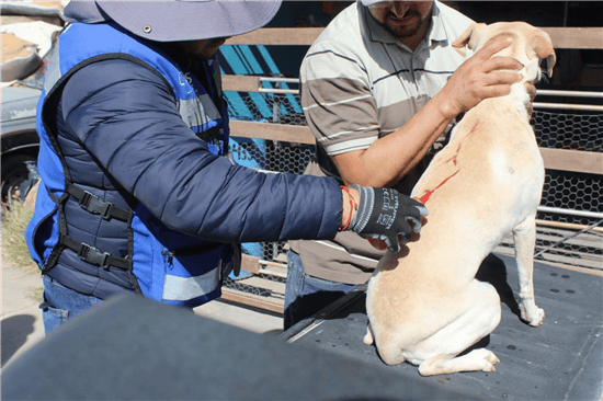 Se realizan acciones para prevenir la garrapata y la rickettsiosis